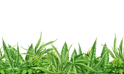 Cannabis leaves seamless border. Watercolor illustration. Hemp medical herb element. Cannabis hand drawn medicine plant seamless border. White background