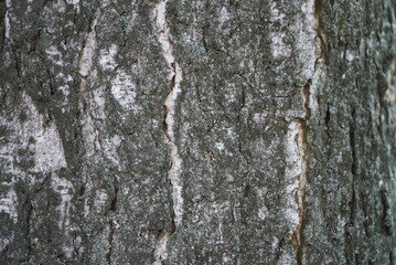 Obraz premium Texture of birch bark close-up