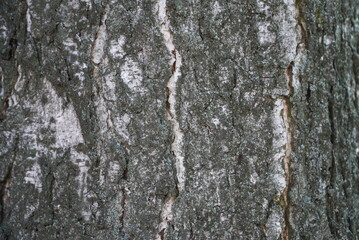 Fototapeta premium Texture of birch bark close-up