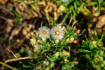 close up of a flower