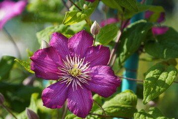 Lilac clematis flowers in close-up surrounded by green leaves. A branch with spring flowers pink-lilac flowers, blooming floral background.