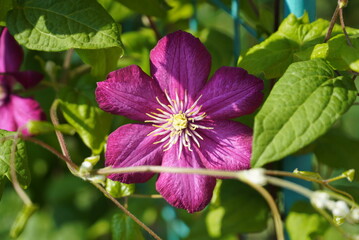 Lilac clematis flowers in close-up surrounded by green leaves. A branch with spring flowers pink-lilac flowers, blooming floral background.