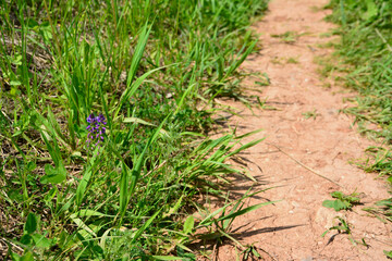 clay footpath in the mountain with purple flowers in grass, close-up