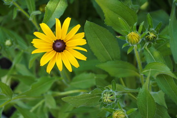 Yellow rudbeckia flower close-up view from above