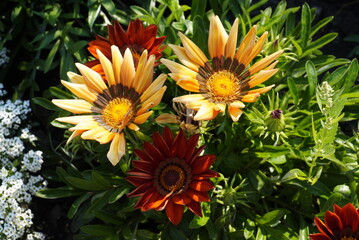 Beautiful gazania treasure flower close-up stock images. Gazania rigens various colours full frame stock photo.