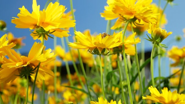 Bee and Flowers.