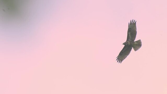 European Honey Buzzard Flying In Mid-air With Rosy Pink Sky View.  Slow-motion