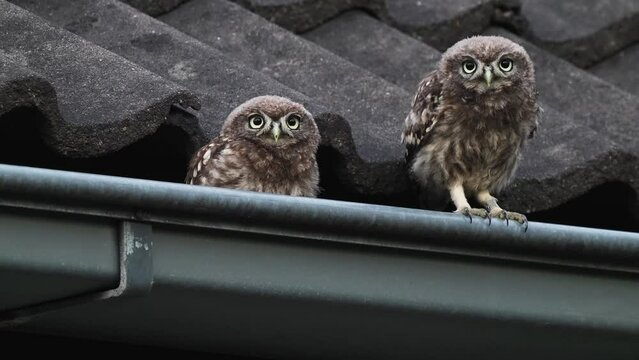 Telephoto view of two little owls sitting on rooftops drain pipe, static, day