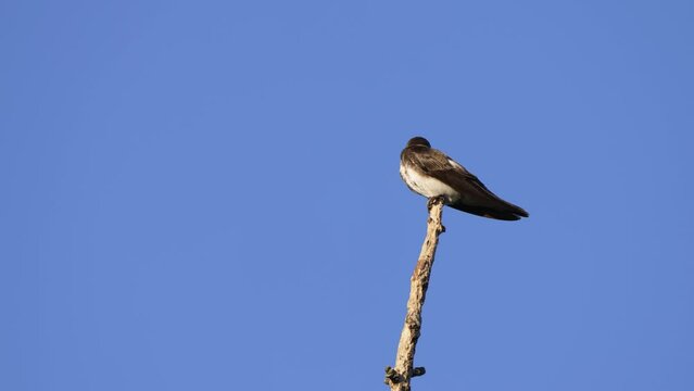 Passerine species, a wild brown-chested Martin, progne tapera, chirping on top of a wooden stick, wonder at its surrounding, spread its wings and fly away against clear blue sky background.