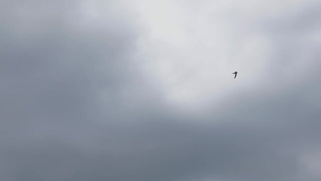 silhouette of Common  swift bird flying over cloudy sky