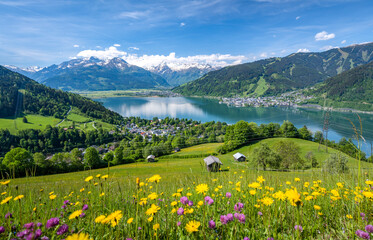 Idyllic landscape with a flower meadow, snowy mountains and a blue lake, Zell am See, Pinzgau, Salzburger Land, Austria, Europe - obrazy, fototapety, plakaty