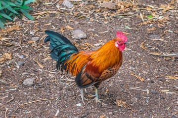 Dwarf wild male hen Red junglefowl in Puerto de la Cruz in Tenerife, Spain. A bright red-orange rooster with a glossy tail stands on brown ground. Fauna of the Canary Islands