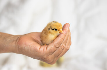 cute little chicken brown or grey color in woman hand.white blanket,coverlet,bedroom background.farming concept.happy easter holiday.sleepy hen baby,adorable chickens
