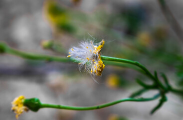 yellow caterpillar on a flower
