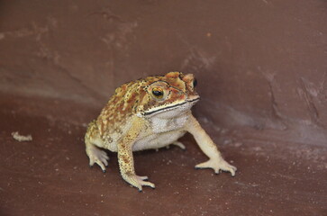 Tropical brown frog