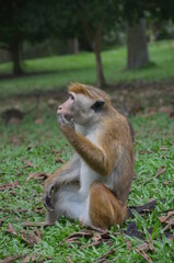 Brown monkey sitting and thinking