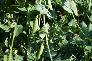 Green peas grow garden. Pods of young green peas growing on a bed.