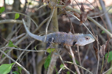 Tropical agama, grey dragon lizard in nature
