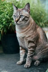 Thai cat call named "Sa-Lid"