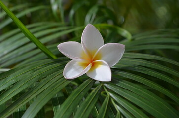 Fototapeta na wymiar Plumeria tropical flower white and yellow, frangipani