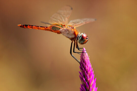 red dragonfly on a branch