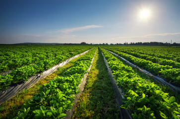 Naklejka premium Strawberries plantation on a sunny day. Landscape with green strawberry field with blue sky and sun.