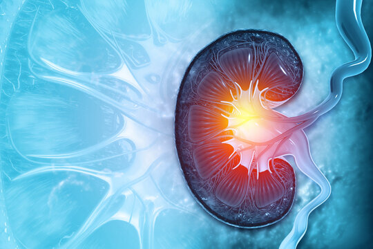 Kidney anatomy, cross section, kidney disease, 3d illustration