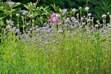 Garden phacelia summer morning close-up