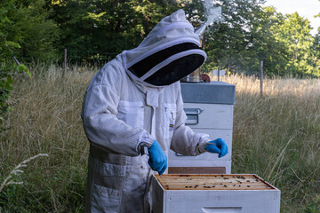 beekeeper working in his apiary