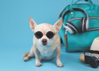 cute brown short hair chihuahua dog wearing sunglasses  sitting  on blue background with travel accessories, camera, backpack, headphones and straw hat. travelling  with animal concept.