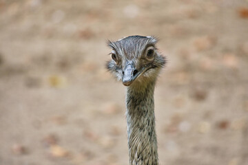 Bird ostrich with funny look. Big bird from Africa. Long neck and long eyelashes