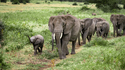 Elephant family © artura