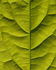 The texture of a green leaf in close-up.