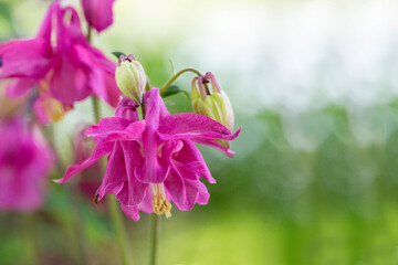 Aquilegia pink blooms in nature in the garden n late spring and early summer