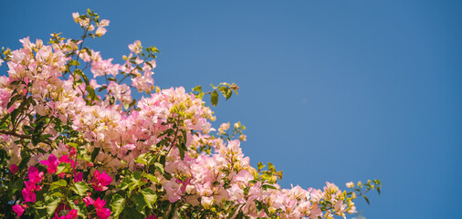 Delicate pink flowers of blooming bougainvillea against the blue sky, beautiful floral nature...