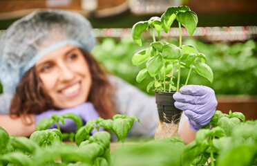 Obraz premium Close up of female gardener hand in sterile glove holding pot with green basil. Smiling woman with culinary herb in hand monitoring plant growth in greenhouse. Focus on female hand with plant.