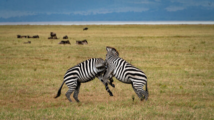 Obraz na płótnie Canvas Zebras fighting in Serengeti National Park Tansania