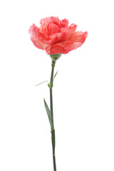 桃色のカーネーション