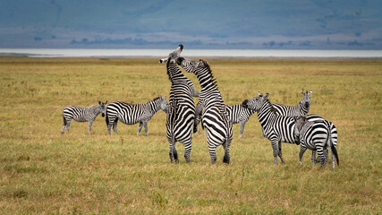Zebras fighting in Serengeti National Park Tansania