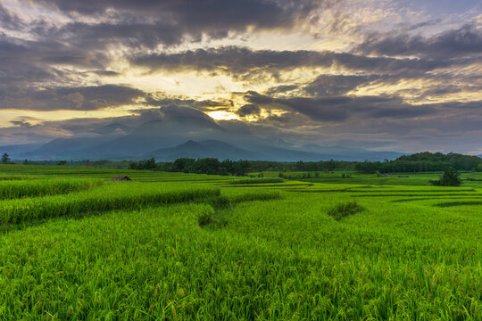 Indonesia's natural beauty in the morning with a green rice field atmosphere
