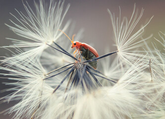 ladybird on a flower