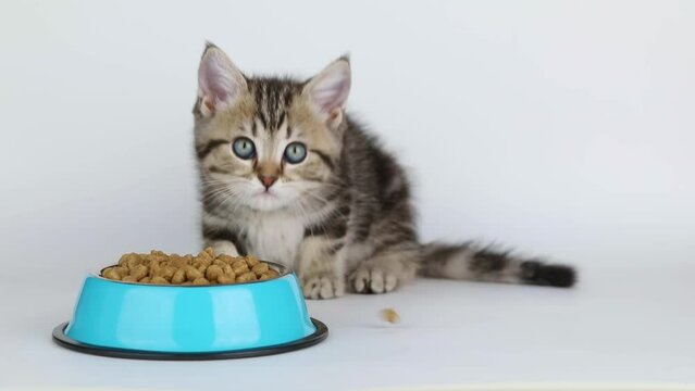 on a light background, a brown kitten eats from a blue bowl