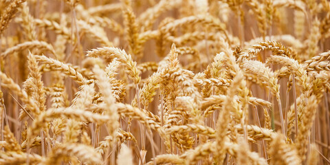 golden wheat field in summer light