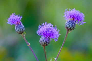 Flower buds of the medicinal plant thistle or milk thistle