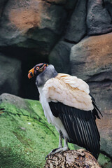 Vulture portrait. Colorful plumage of vulture. big bird. Taken in a park. Animal