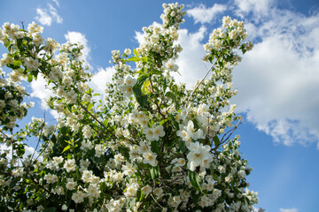 Fototapeta na wymiar jasmine flowers on a bush in a garden