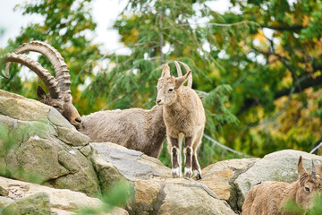 Obraz premium Ibex baby on a rock in nature. small horn in mammal. Ungulates climbing