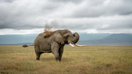 Fototapeta na wymiar Elephant in Serengeti