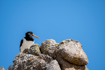 Eurasian Oystercatcher, Haematopus ostralegus standing on rocks at the seaside.