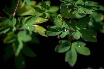 Beautiful large drop morning dew in nature, selective focus. Drops of clean transparent water on leaves. Sun glare in drop. Image in green tones. Spring summer natural background.